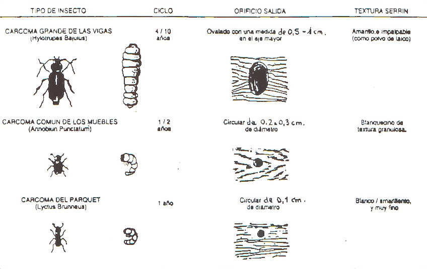 Tabla coleópteros